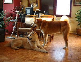 Image showing Akita Inu dogs in the flat