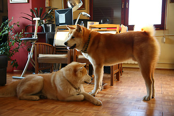 Image showing Akita Inu dogs in the flat