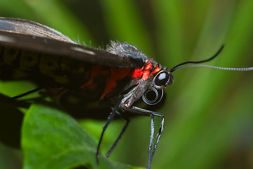 Image showing black butterfly macro