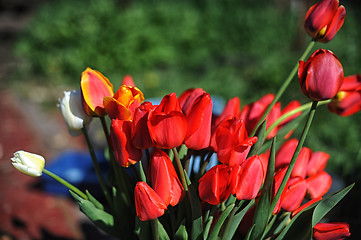 Image showing bunch of red tulips