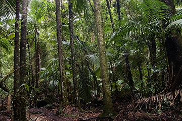 Image showing rain forest