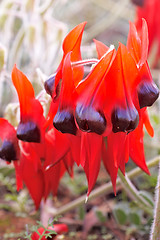 Image showing sturts desert pea