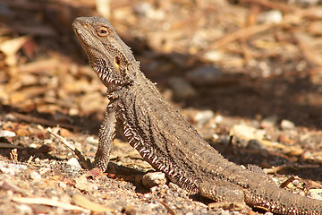 Image showing lizard getting warm