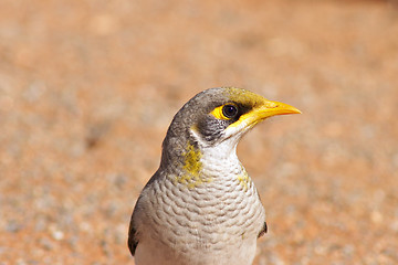 Image showing noisy miner