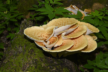 Image showing Mushroom Polyporus squamosus, growing on a tree (Polyporus Squamosus)