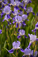 Image showing Blooming iris spring