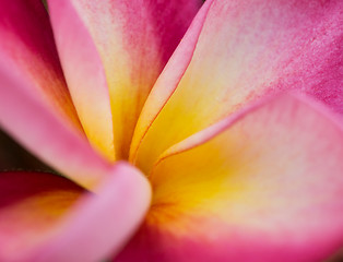 Image showing Plumeria or Frangipani