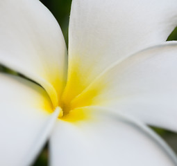 Image showing Plumeria or Frangipani