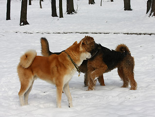 Image showing Dogs enjoying on the snow