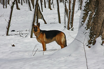 Image showing Beautiful German Shepherd posing  in the forest