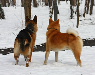 Image showing Fellows in public park