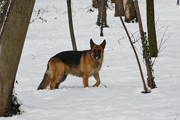 Image showing Beautiful German Shepherd in the forest