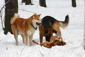 Image showing Dogs playing in the snow