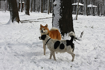Image showing Dogs enjoying on the snow