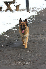 Image showing Beautiful German Shepherd walking  in the forest