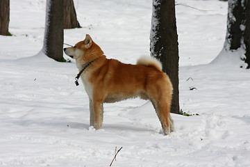 Image showing Gorgeus dog posing in the forest