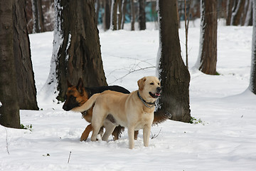 Image showing  German Sheperd and Labrador Retreiver