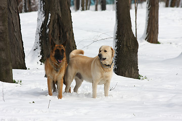 Image showing  German Sheperd and Labrador Retreiver