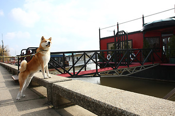 Image showing Akita Inu on the riverbank