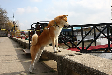 Image showing Akita Inu on the riverbank