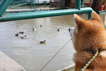 Image showing Dog looking ducks