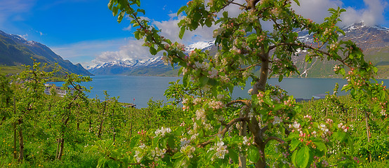 Image showing Hardangerfjord in Norway