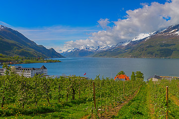 Image showing Hardangerfjord in Norway