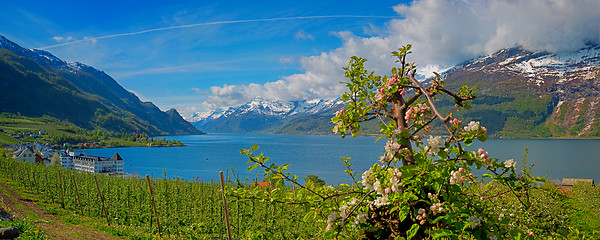 Image showing Hardangerfjord in Norway