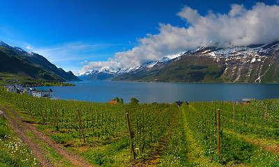 Image showing Hardangerfjord in Norway