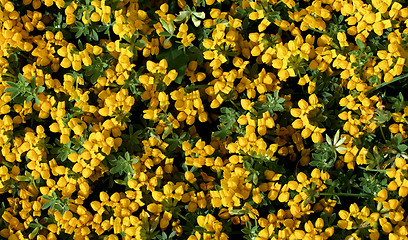 Image showing Yellow Flowers Background