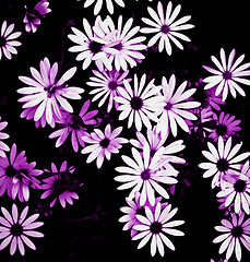 Image showing Garden Daisy Flowers