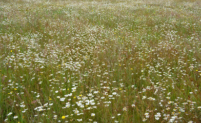 Image showing dreamy field of flowers