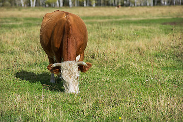 Image showing Grazing cow in mountain ranch