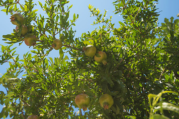 Image showing Green pomegranate on tree