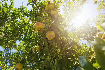 Image showing Green pomegranate on tree