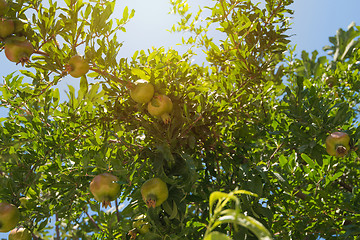 Image showing Green pomegranate on tree