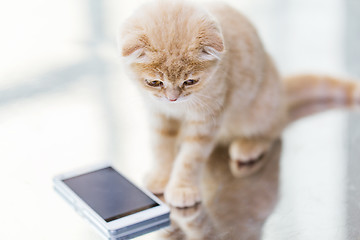 Image showing close up of scottish fold kitten with smartphone