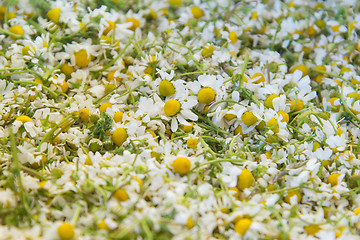 Image showing  Harvested flowers of chamomile drug