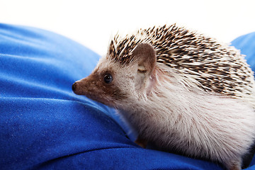 Image showing Cute hedgehog