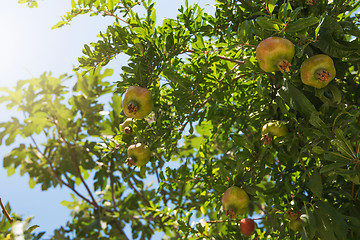 Image showing Green pomegranate on tree