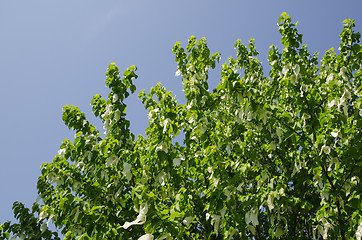 Image showing Blossom handkerchief tree