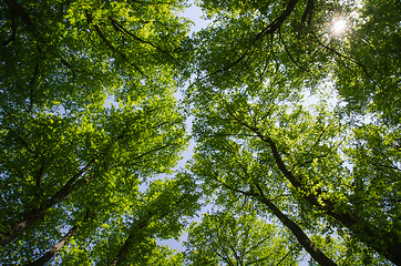 Image showing Under the linden trees