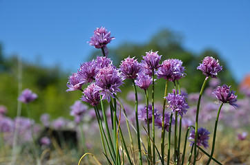 Image showing Pink chive flowers