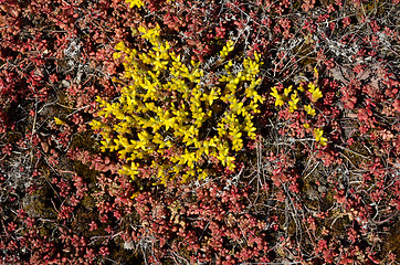 Image showing Blossom yellow stonecrop