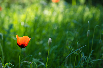 Image showing Single poppy flower