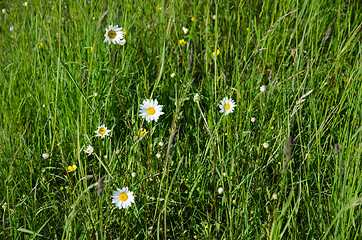 Image showing Daisies in green grass