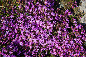 Image showing Wild thyme covered ground