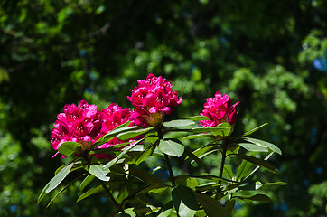 Image showing Red rhododendron closeup