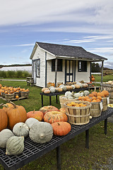 Image showing Farming, pumpkins display