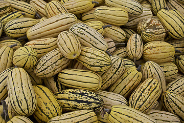 Image showing Pumpkin crop, Fall 